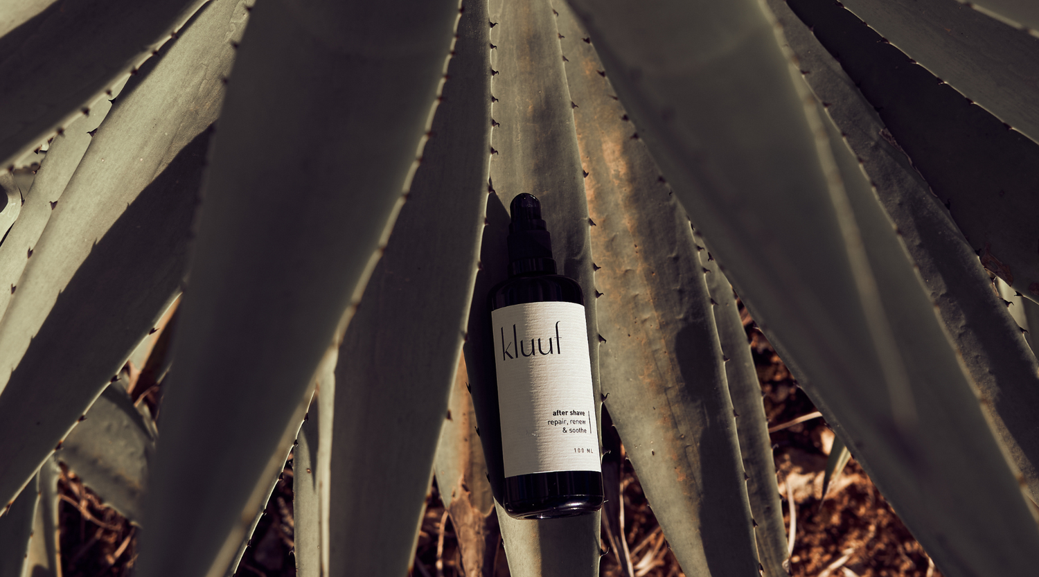 Kluuf's vegan face cream for men positioned on the leaf of an aloe vera plant