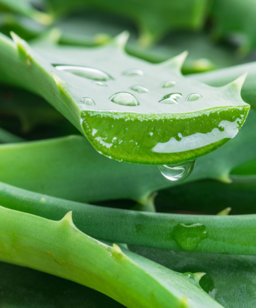 Aloe Vera